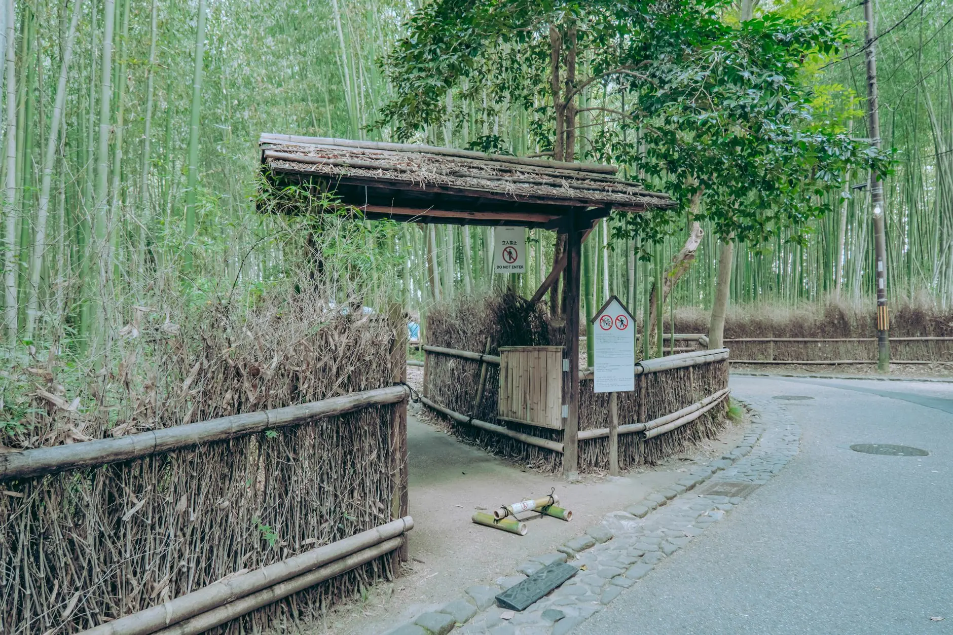 Arashiyama bamboo grove in Kyoto