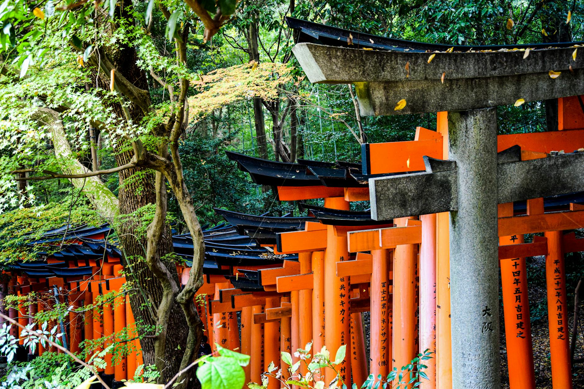 Fushimi Inari torii gates in Kyoto