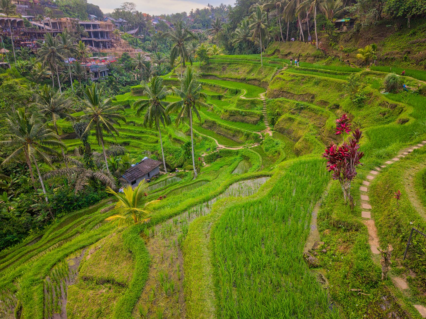 Rice terraces in Bali Indonesia