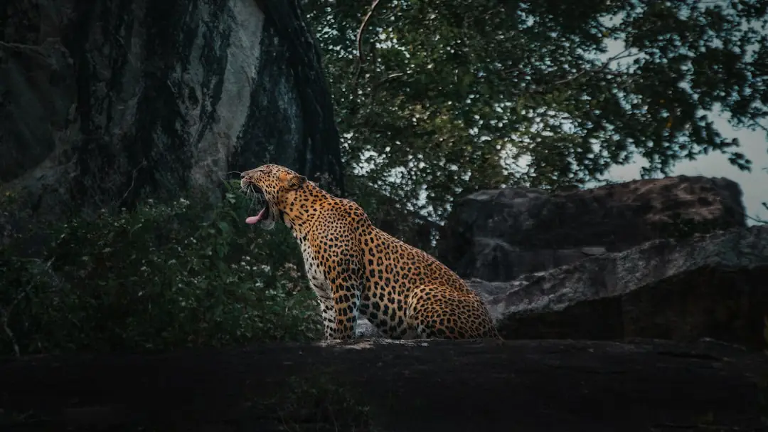 Safari landscape in Yala National Park, Sri Lanka