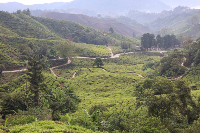 Kuala Lumpur to Cameron Highlands 2026: Bus, Car or Tour?