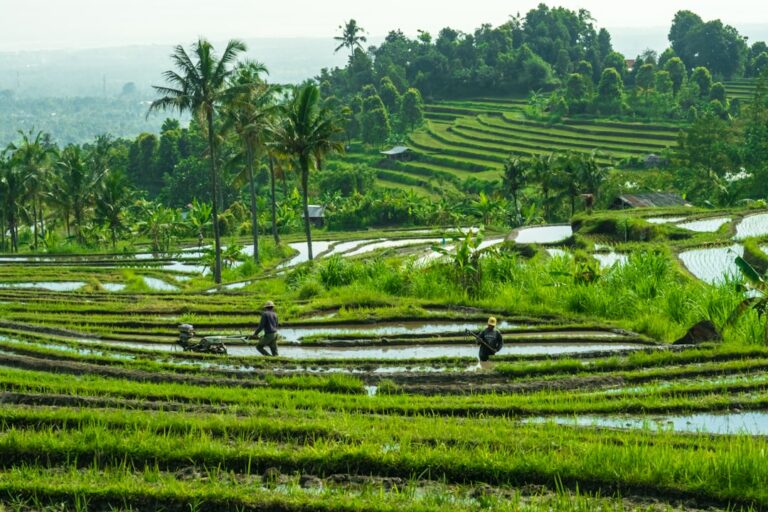 15 Best Things to Do in Ubud 2026: Rice Terraces, Temples, Waterfalls and Food