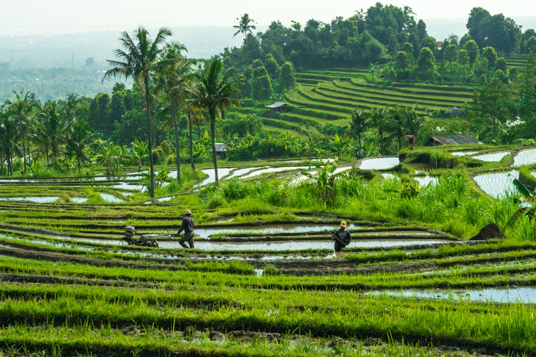 15 Best Things to Do in Ubud 2026: Rice Terraces, Temples, Waterfalls and Food