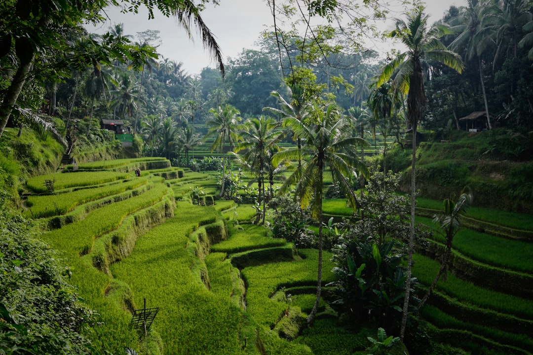 Where to Stay in Ubud 2026: Best Areas for Rice Fields, Temples, Food and Waterfalls