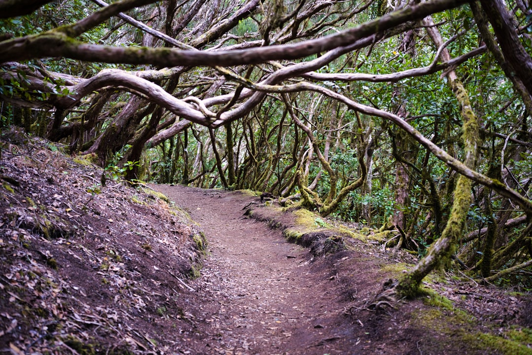 A levada walking trail through Madeira's forest