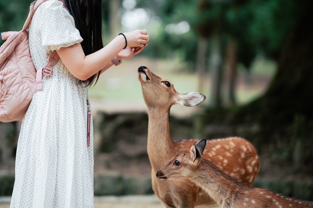 Deer in Nara Park, Japan