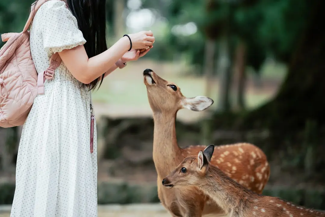 Deer in Nara Park, Japan