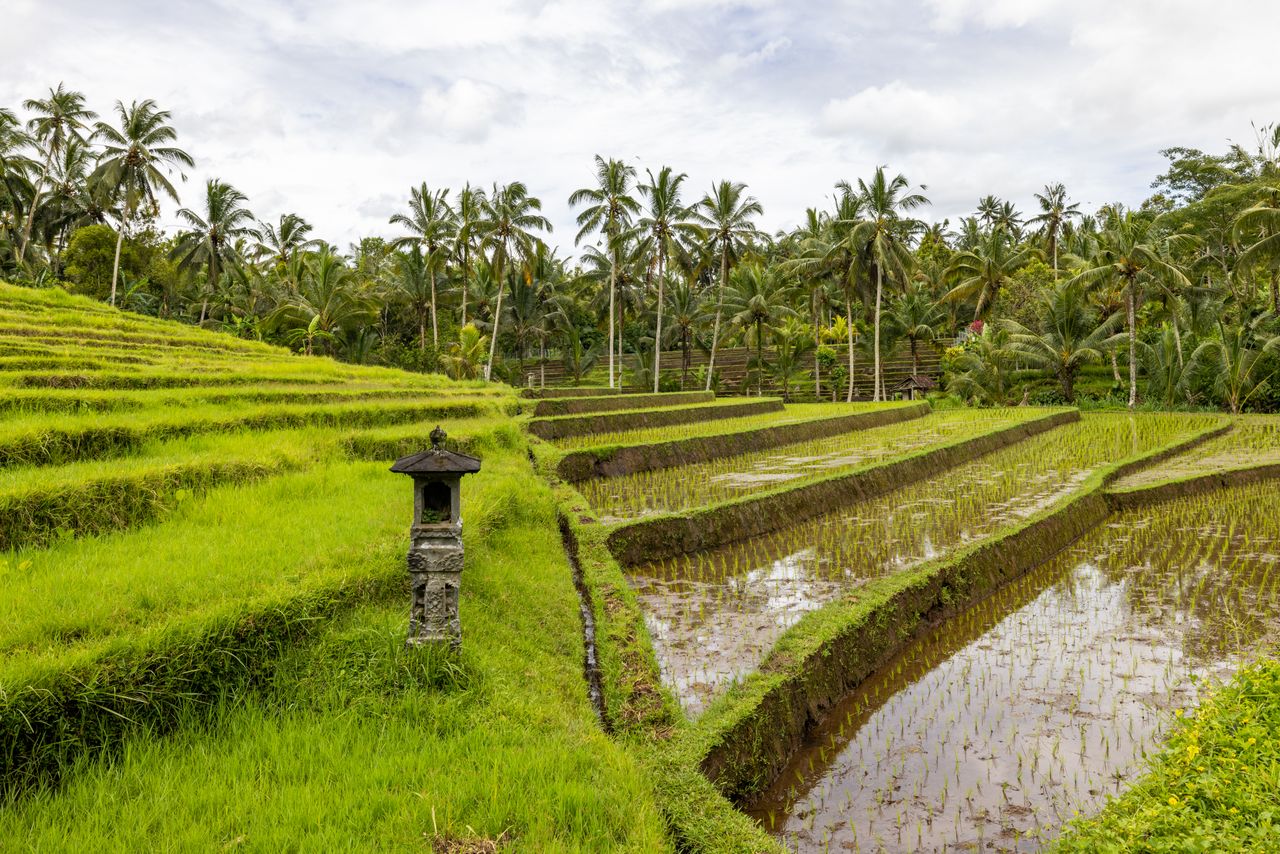 Green rice terraces with palm trees and a small stone shrine