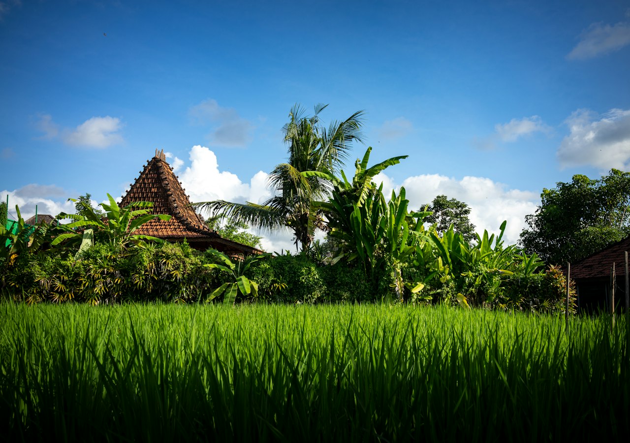Rice plants and palms in front of a traditional tiled-roof building